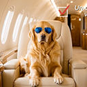MyDogCanFly