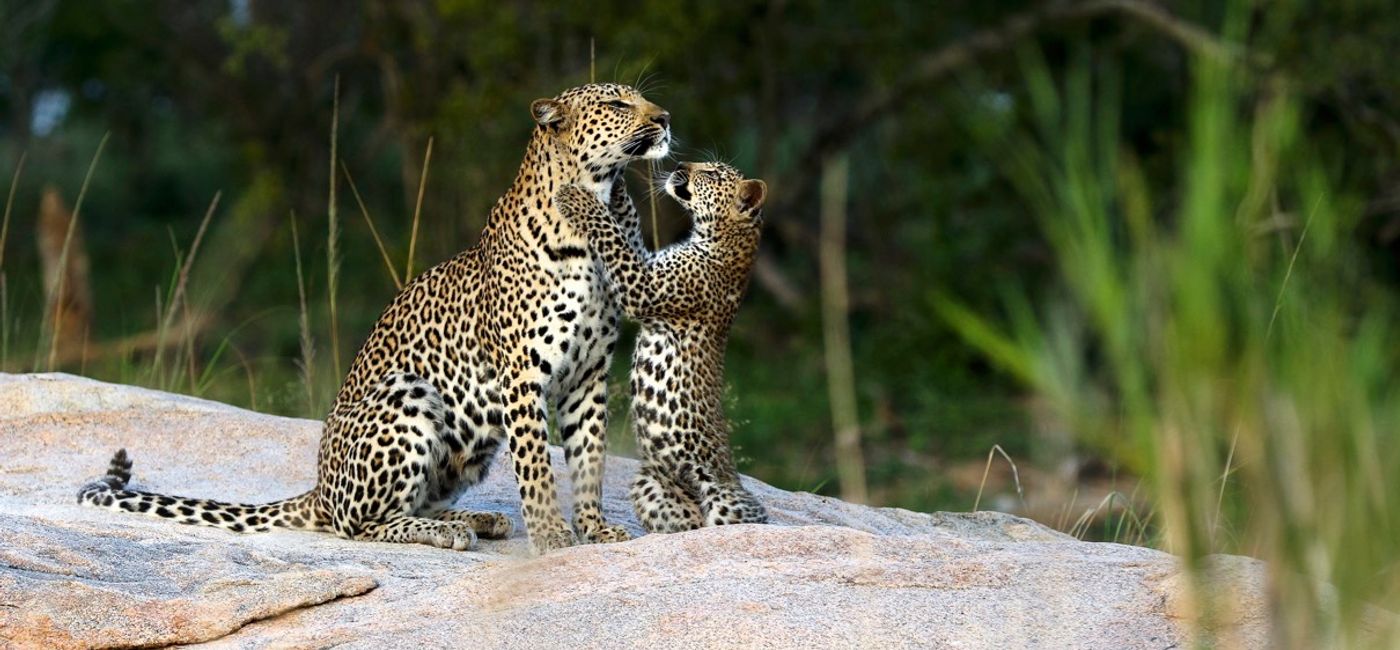 Image: African Travel Inc. is supporting cheetah conservation efforts in Africa. (Photo Credit: African Travel Inc.)
