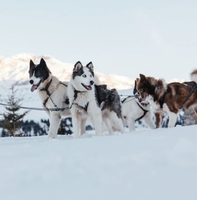 Dogsledding at Amangati Jackson Hole Dogsledding at Amangati Jackson Hole