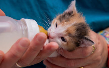 kitten, cat, feline, calico, bottle-feeding