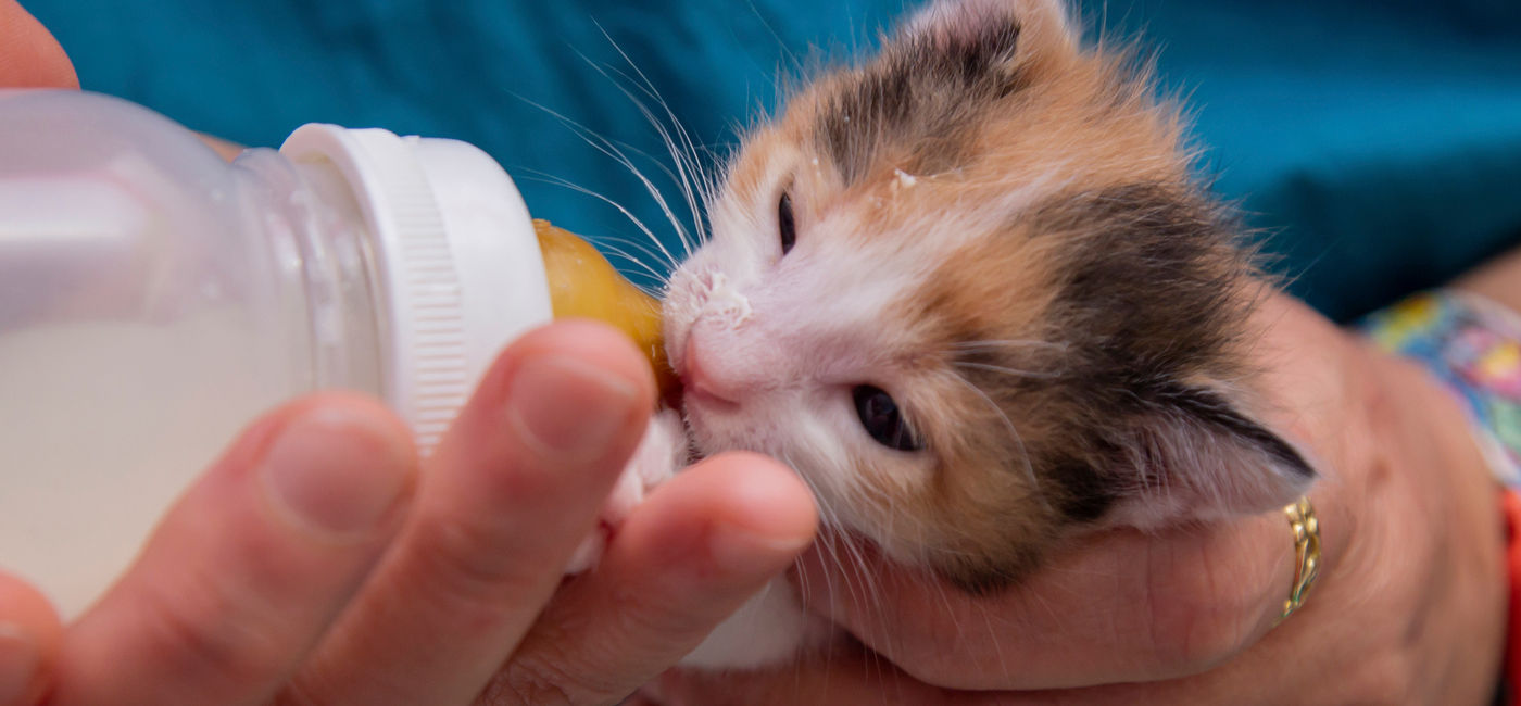 Image: A tiny calico kitten being bottle-fed. (photo via iStock/Getty Images Plus/maitetxu)