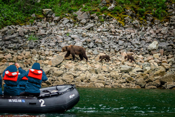 Brown bears at Alaska's Katmai National Park. HX Expeditions, Alaska, brown bears, alaska wildlife, katmai national park, zodiac