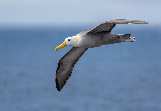 Waved albatrosses were just one of the highlights on HX's recent Galápagos Islands FAM trips Waved albatrosses were just one of the highlights on HX's recent Galápagos Islands FAM trips