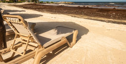 Sargassum seaweed in Mexico.
