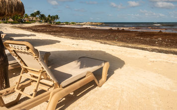 Sargassum seaweed in Mexico.