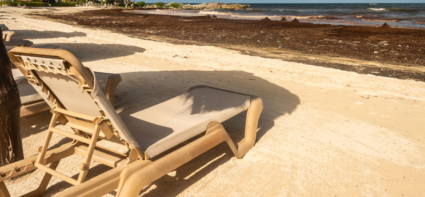 Image: Sargassum seaweed in Mexico. (Photo Credit: mbruxelle / Adobe Stock)