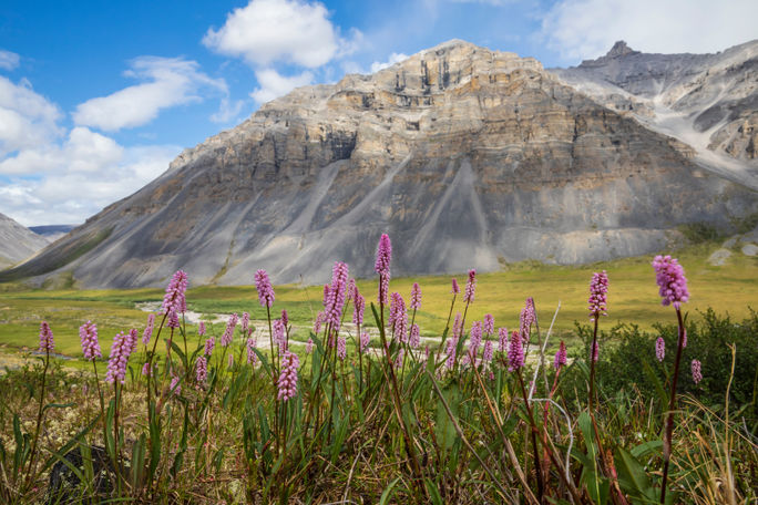 Sommer in Toren des Arctic National Park und Preserve Sommer in Toren des Arctic National Park und Preserve