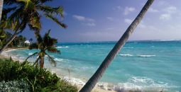Palm trees on a beach, Hope Town, Abaco Islands, Bahamas