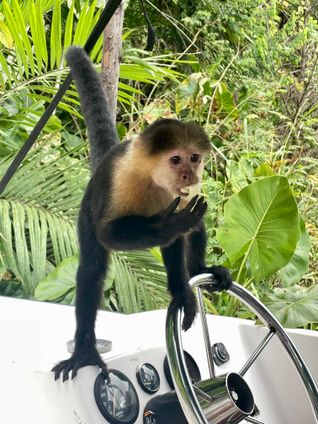 Panamanian white-faced capuchin monkey