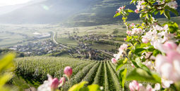 Dolce vita hotels, south tyrol, italy, apple blossoms, nature tourism, flower tourism, spring travel, spring tourism