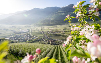 Dolce vita hotels, south tyrol, italy, apple blossoms, nature tourism, flower tourism, spring travel, spring tourism