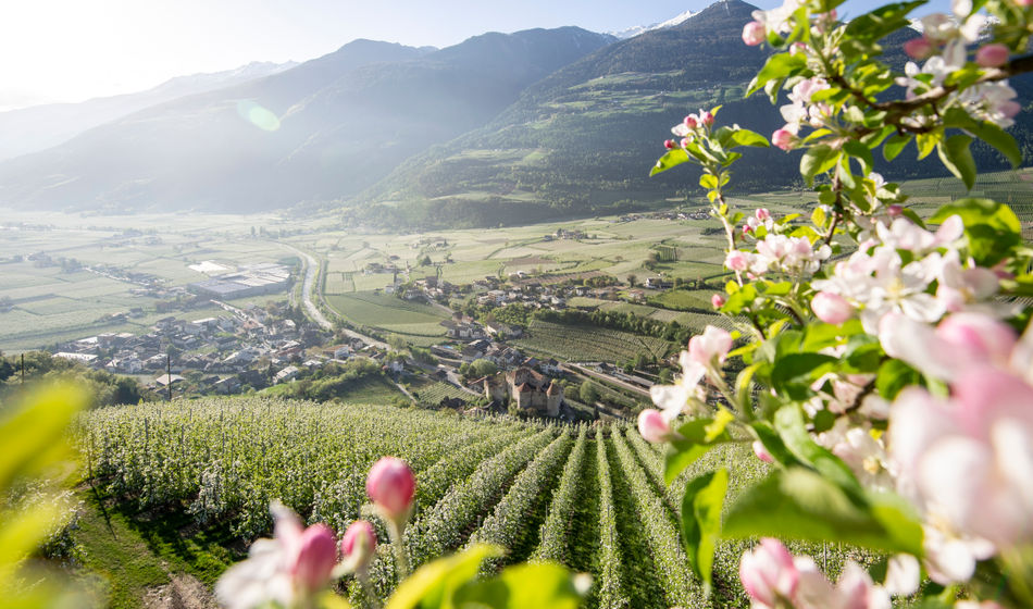 Dolce vita hotels, south tyrol, italy, apple blossoms, nature tourism, flower tourism, spring travel, spring tourism