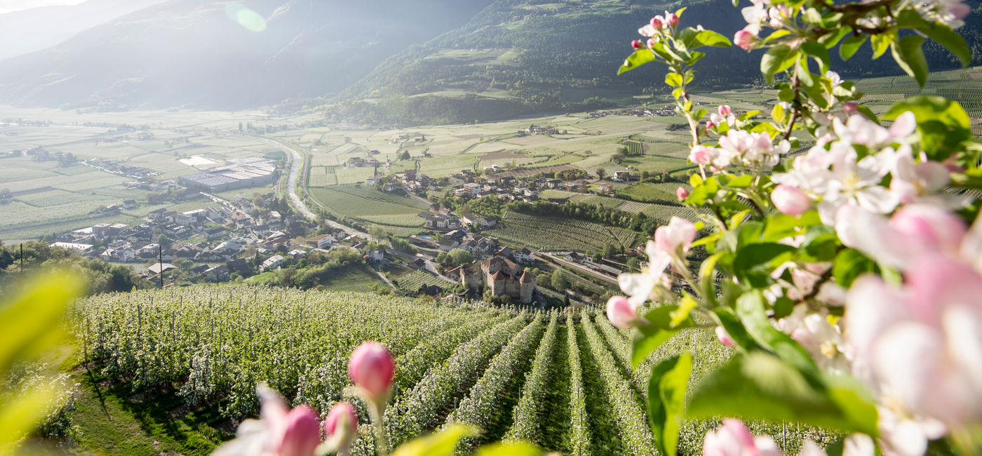 Image: Au printemps, les pommiers en fleurs couvrent le paysage du Tyrol du Sud, en Italie (Source: Dolce Vita Hotels)