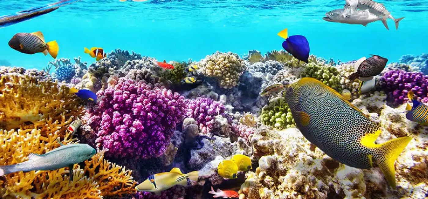 Image: Diving adventures with NCL (photo via Norwegian Cruise Line)