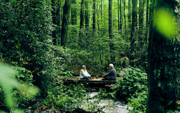 Forest bathing experince