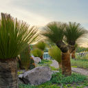 Live Aqua San Miguel de Allende