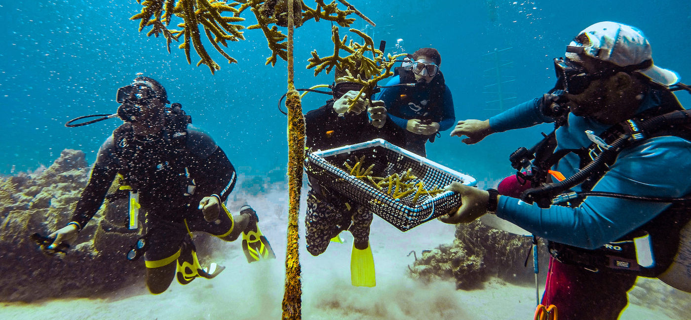 Image: The Sandals Foundation is committed to ocean conservation. (Photo Credit: Sandals Resorts)