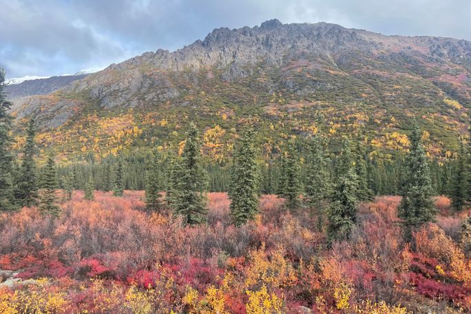 fall, foliage, colors, Denali, Alaska