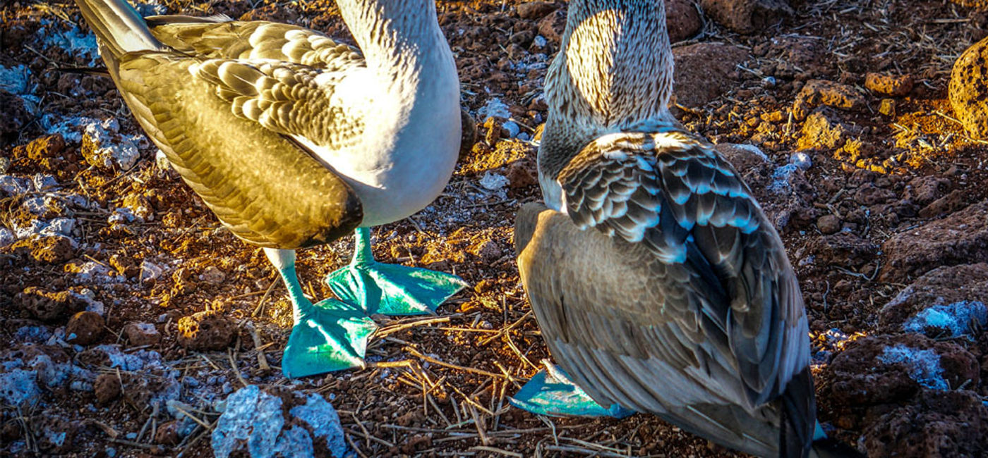 Image: PHOTO: Blue-footed boobie in the Galapagos Islands (photo by Janeen Christoff)