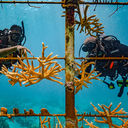 Sandals coral restoration in Saint Lucia