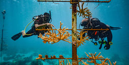 Sandals coral restoration in Saint Lucia