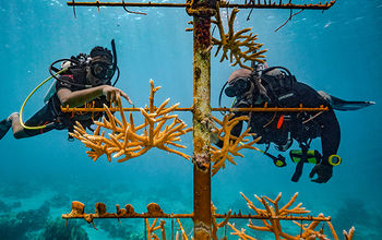 Sandals coral restoration in Saint Lucia