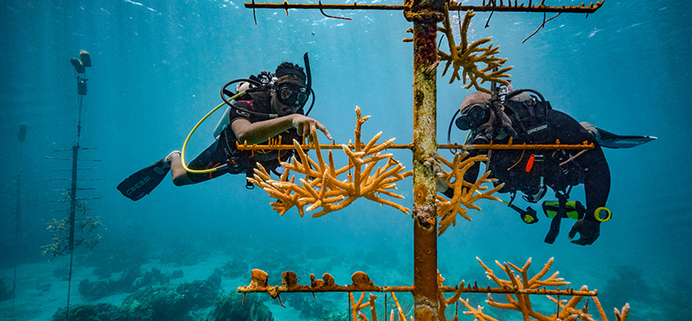 Image: Sandals coral restoration in Saint Lucia (Photo Credit: Sandals Resorts/Sandals Foundation)