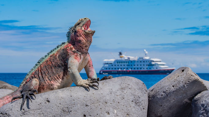 Marine iguanas evolved to swim and feed in the ocean