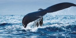 ?Explore with The Pioneers of Expedition Travel??