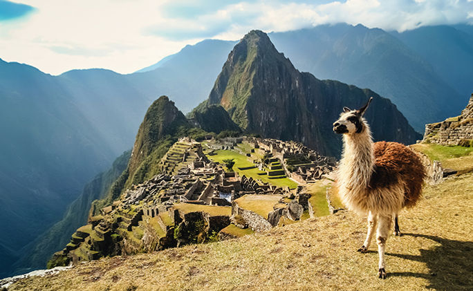 Llama at Machu Picchu Llama at Machu Picchu