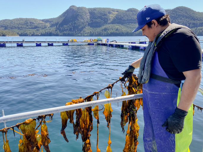 Coastal Kelp Coastal Kelp