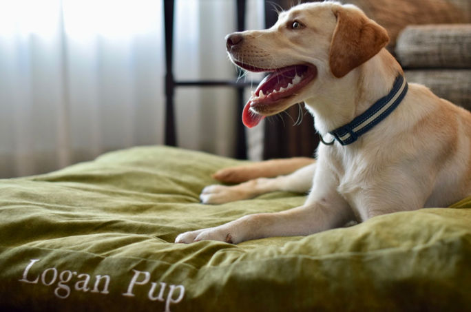 Dog staying at The Logan, Philadelphia, Pennsylvania.