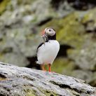 Puffins return in the spring.