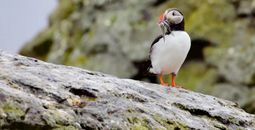 Puffins return in the spring.