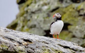 Puffins return in the spring.