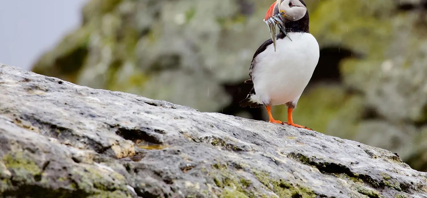 Image: Puffins return in the spring. (Photo Credit: National Geographic-Lindblad Expeditions)