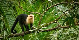 Up to 10X STAR Points in Costa Rica