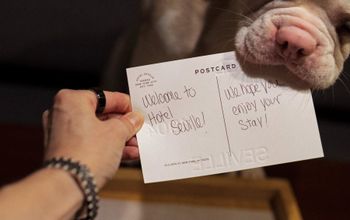 Hotels Roll Out Pampered Pet Packages for National Dog Month