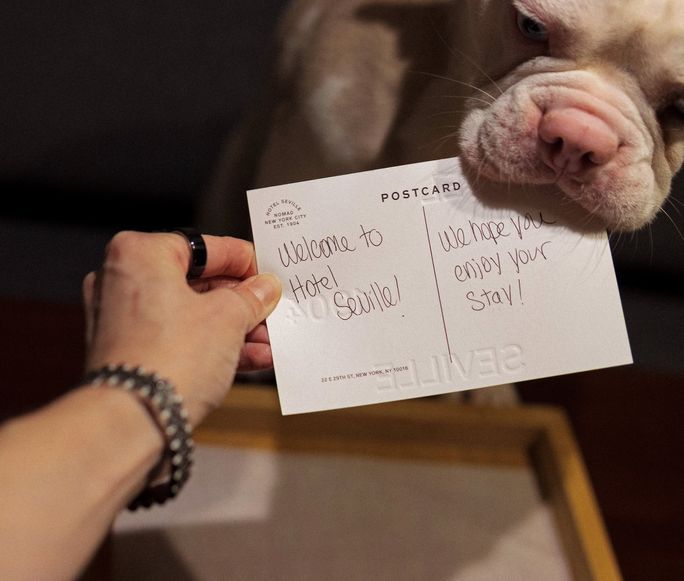 Hotels Roll Out Pampered Pet Packages for National Dog Month