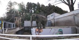 Miyako, the loneliest elephant in the world
