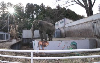 Miyako, the loneliest elephant in the world