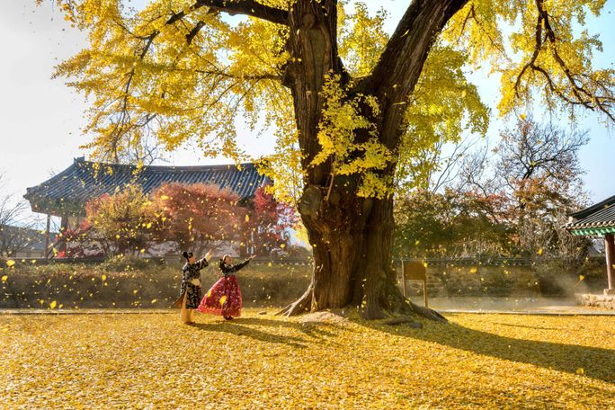 Korea Tourism Organization, south korea, south korea in fall, south korea in autumn, jeonju, hanbok, fall foliage, leaf peeping