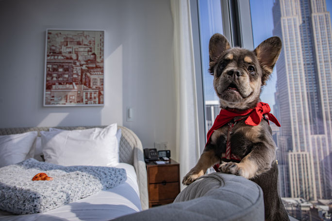 Dog staying at Virgin Hotels New York.