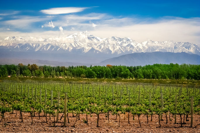 Vineyards in Mendoza, Argentina set against a snowy mountain backdrop. Vineyards in Mendoza, Argentina set against a snowy mountain backdrop.