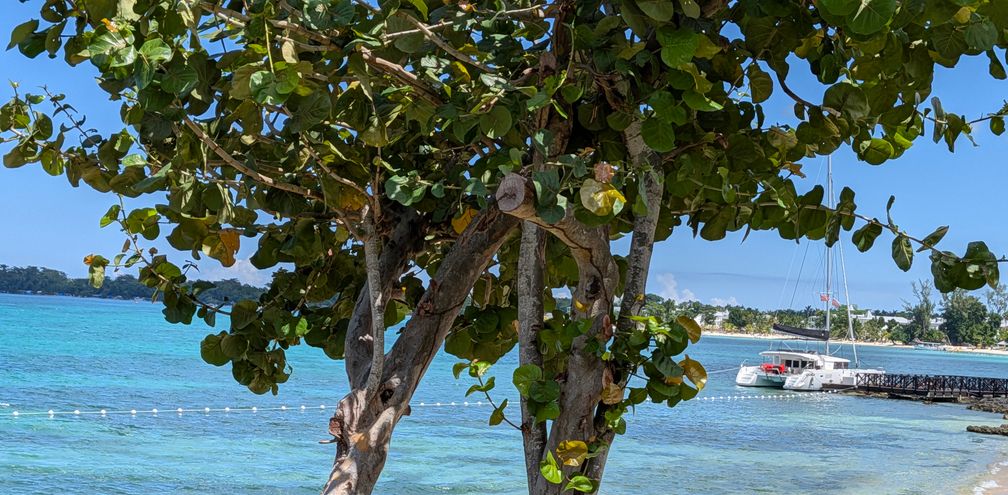 Royalton Negril