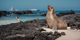 Sea lion in the Galapagos 