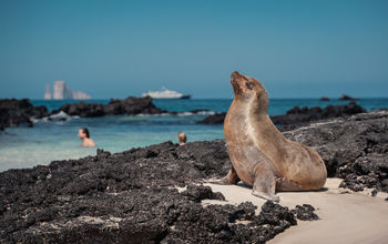 Sea lion in the Galapagos