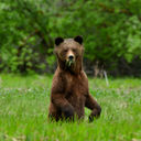 Great Bear Rainforest