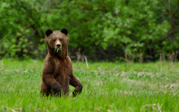Great Bear Rainforest