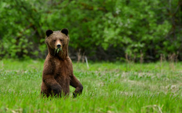 Great Bear Rainforest